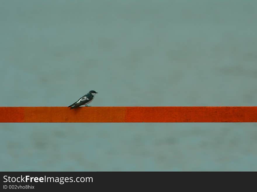 A bird-White-winged Swallow[Tachycineta albiventer]. A bird-White-winged Swallow[Tachycineta albiventer]