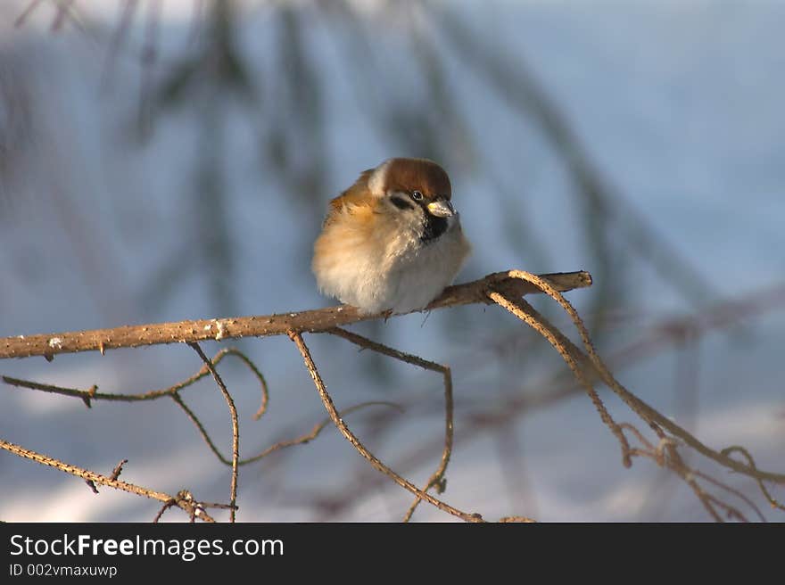 Freeze sparrow sitting on the branch. Freeze sparrow sitting on the branch