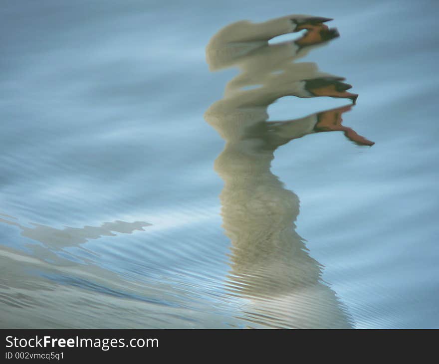 A reflection of an adult swan in the lake that it was swimming in. The Reflection is very distorted. A reflection of an adult swan in the lake that it was swimming in. The Reflection is very distorted