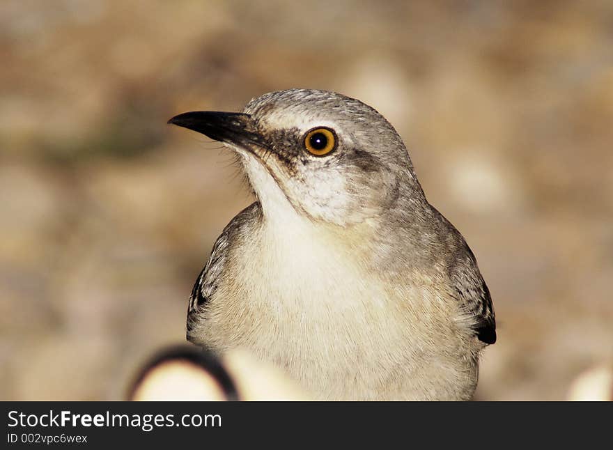 Mockingbird up close. Mockingbird up close.