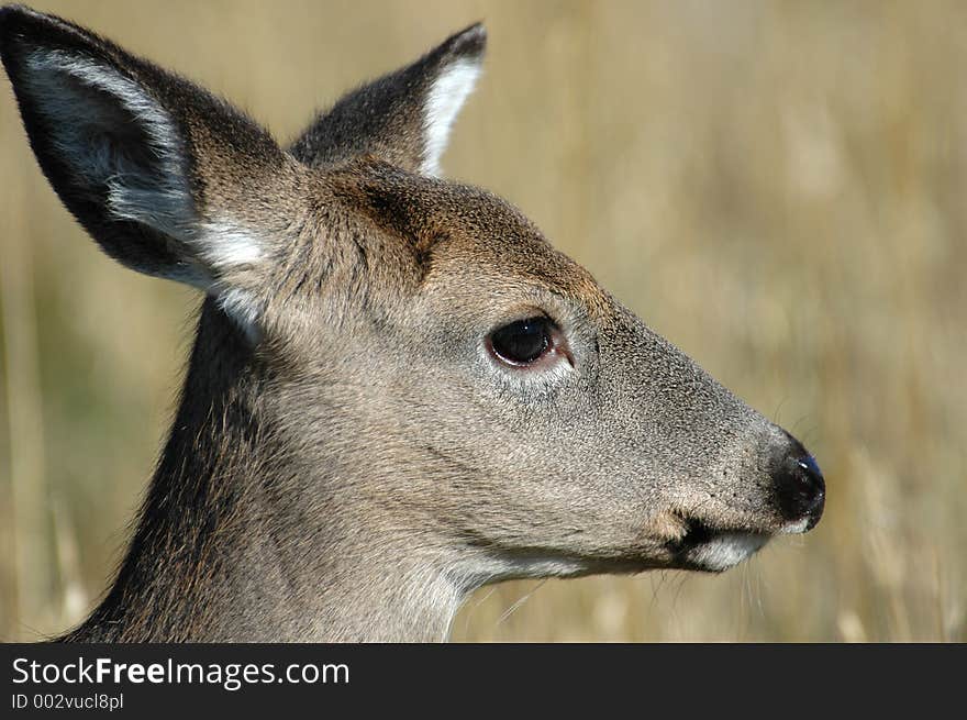 Elk. Elk