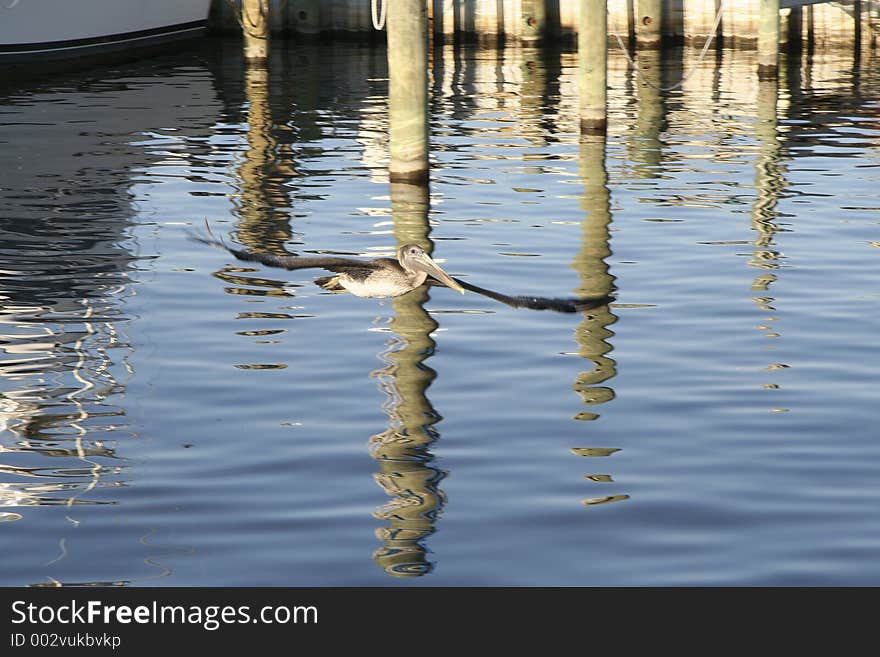 Pelican And Reflection