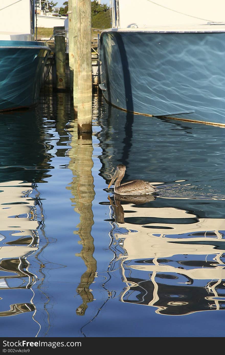 Pelican in a Reflection at a Marina. Pelican in a Reflection at a Marina