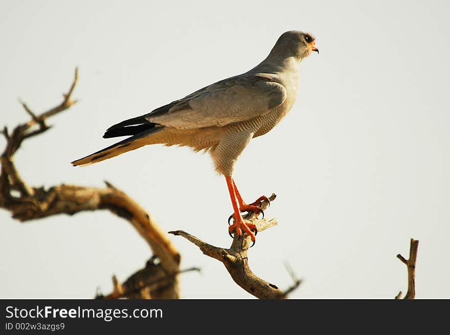 Southern Pale Chanting Goshawk