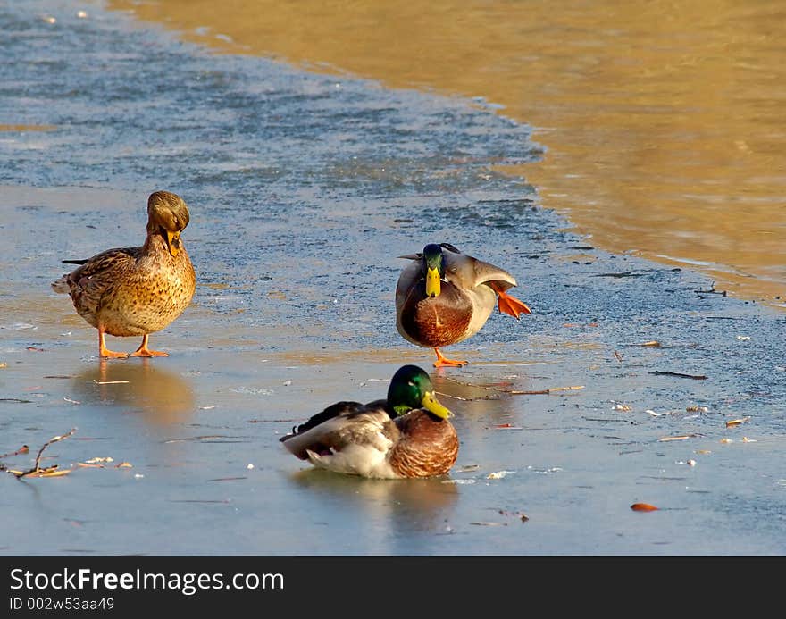 Duck ballet on an ice