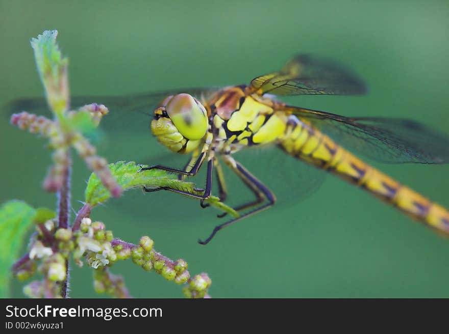 Dragonfly laughing (sympetrum striolatum)