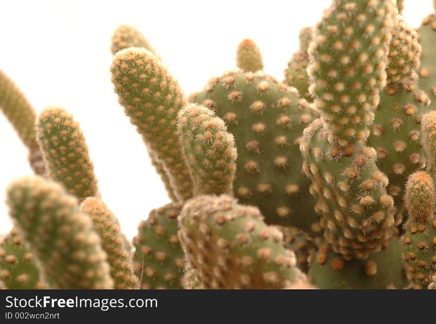 30 year old cactus detail shot with nikkor micro lens