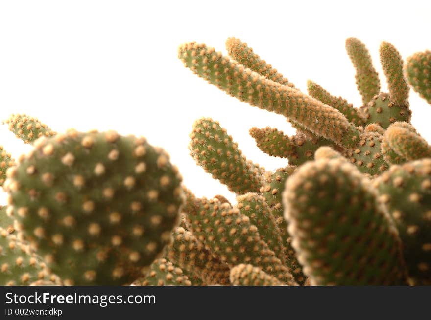 Old cactus detail shot with nikkor micro lens