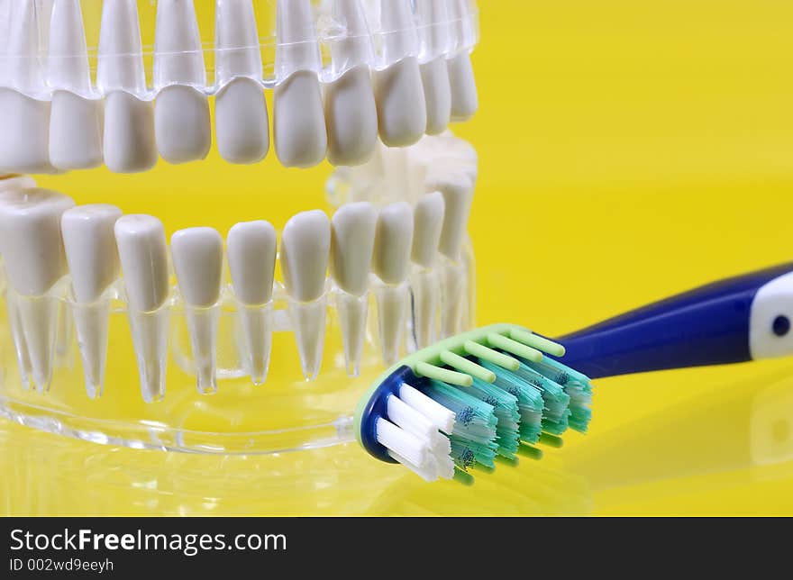 Model of Teeth and a Toothbrush. Model of Teeth and a Toothbrush