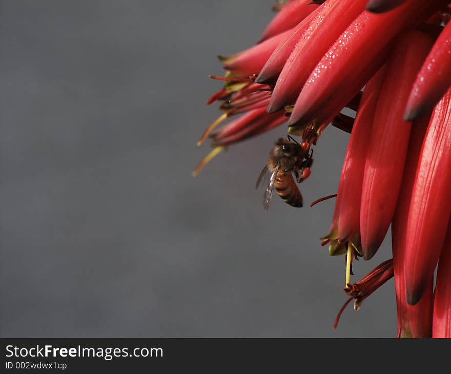 Bee Gathering Pollen