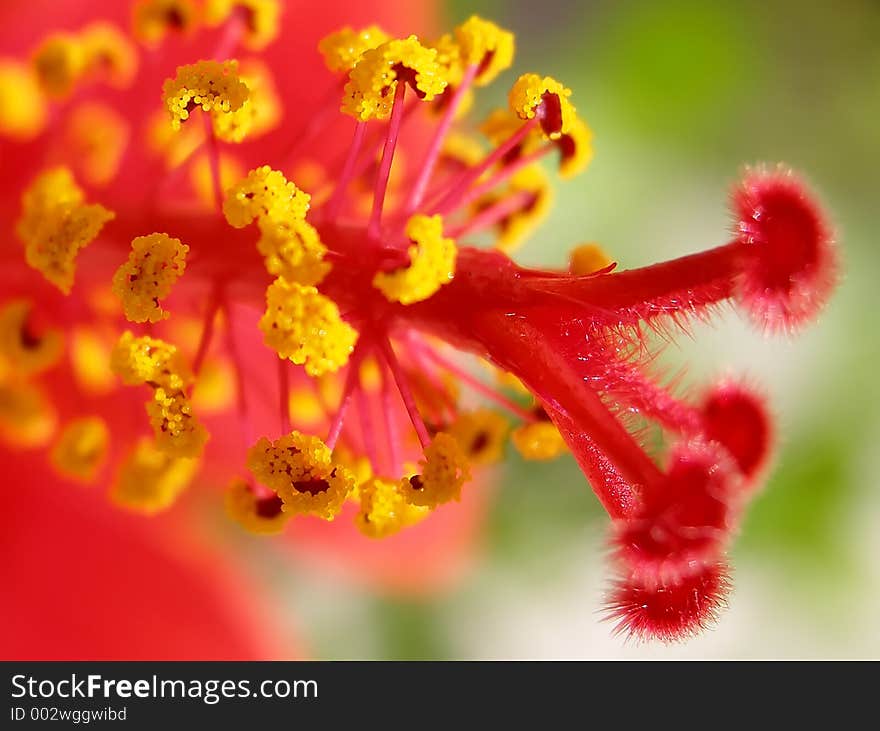 Hibiscus Flower