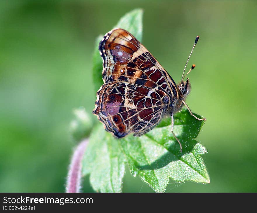 Butterfly Araschnia levana.