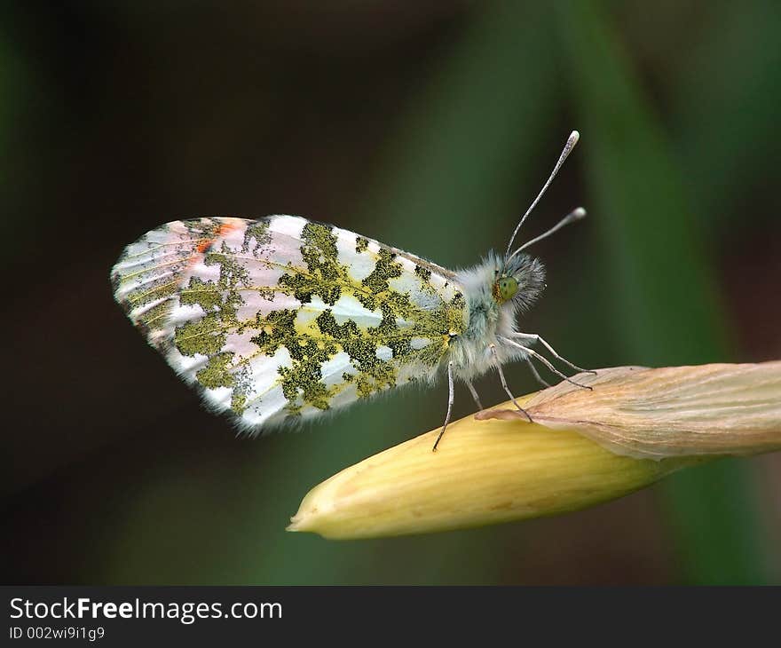 Butterfly Anthocharis Cardamines.