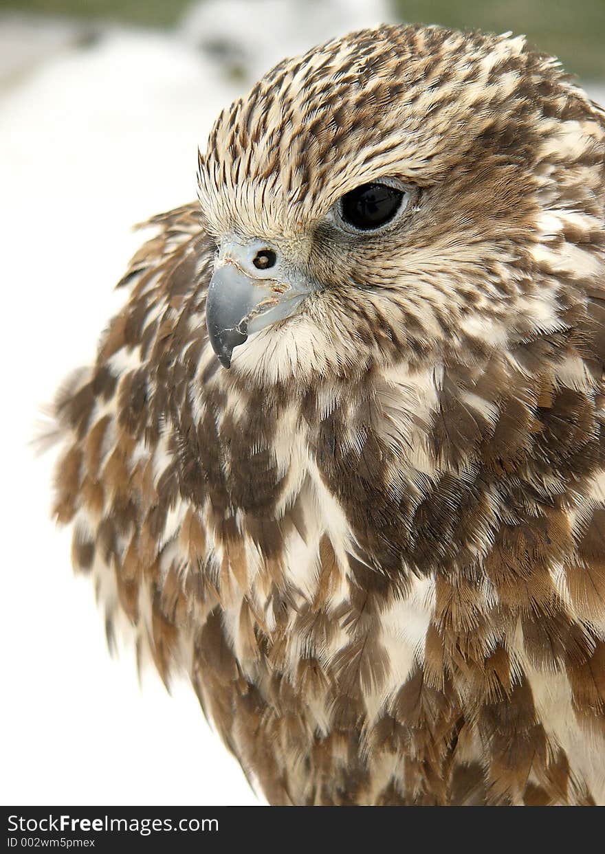 Photo take in polish mountains in the falcons station