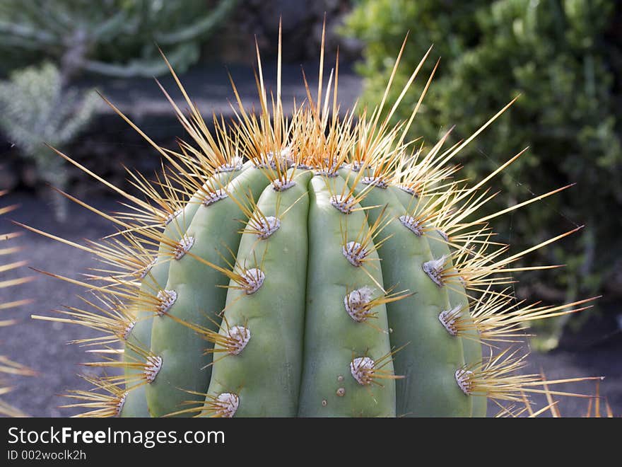 Spiky Cactus Top