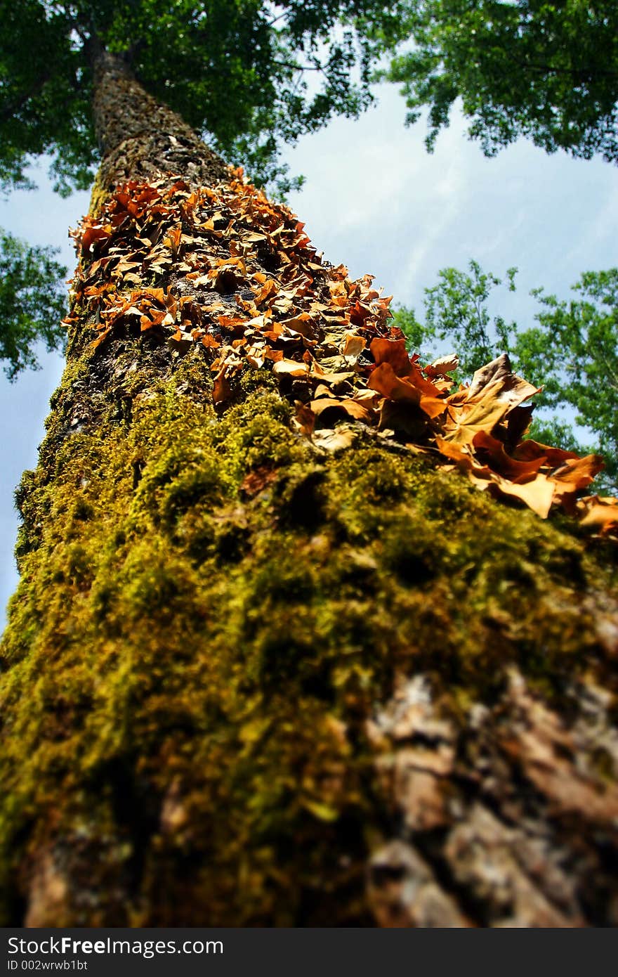 Looking Up