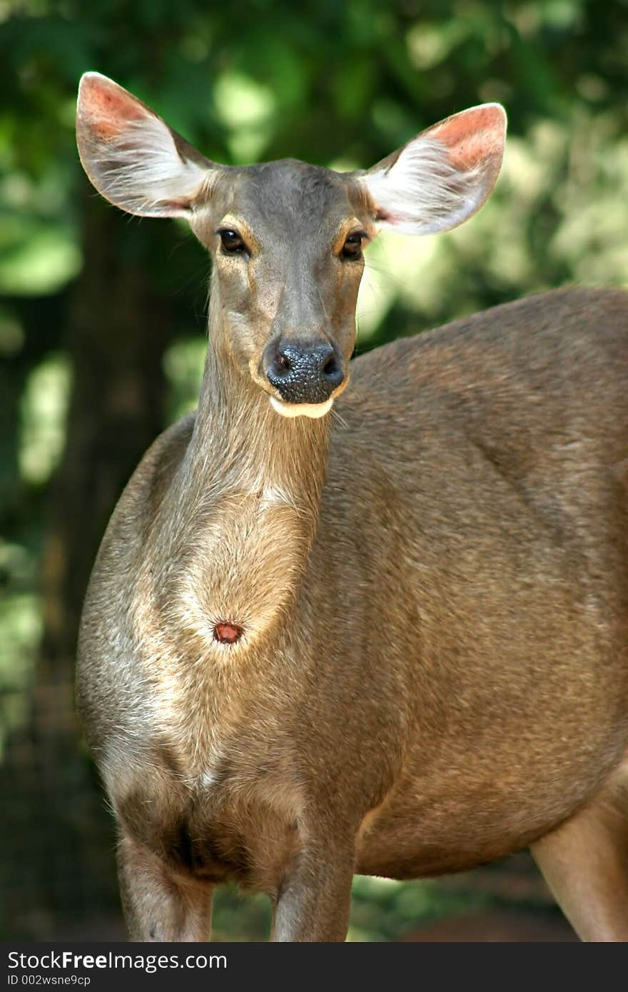 A female doe looking right at the camera at the Taiping Zoo and Night Safari