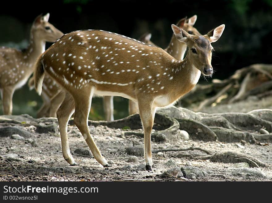 A group of deer at the Taiping Zoo and Night Safari. A group of deer at the Taiping Zoo and Night Safari