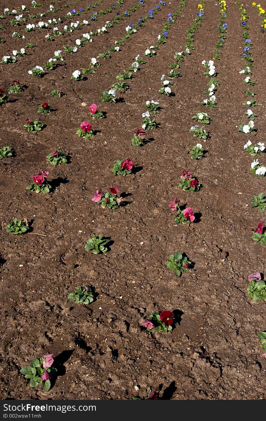 Several rows of freshly emerged flowers. Several rows of freshly emerged flowers