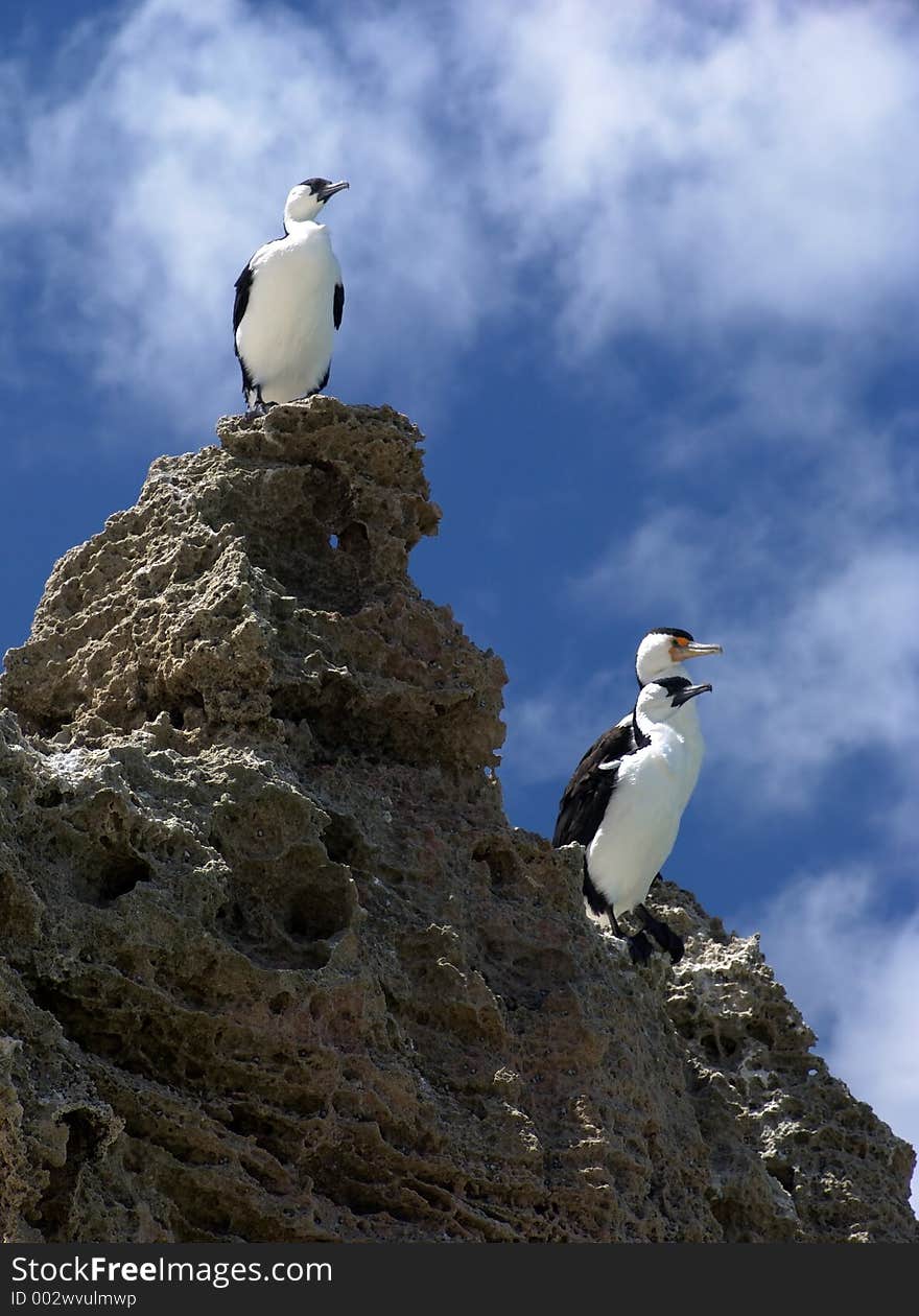 Sea Birds