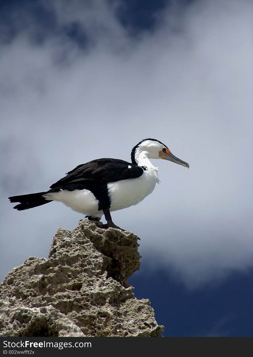 Sea Bird