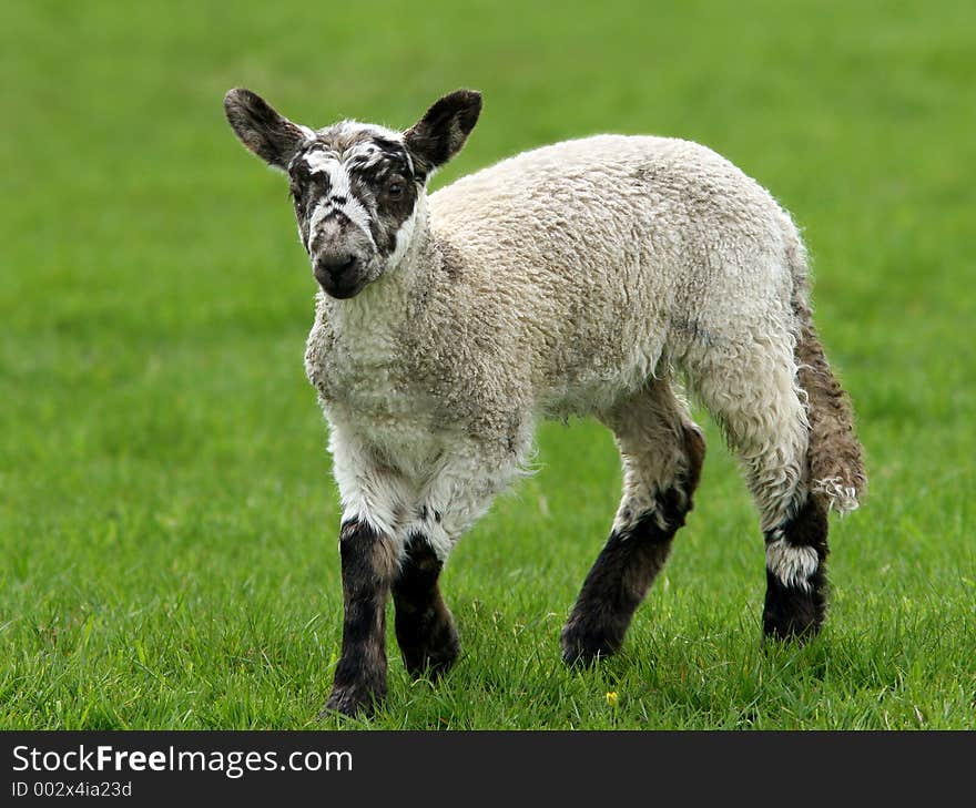 Lamb in a field in the spring. Lamb in a field in the spring.