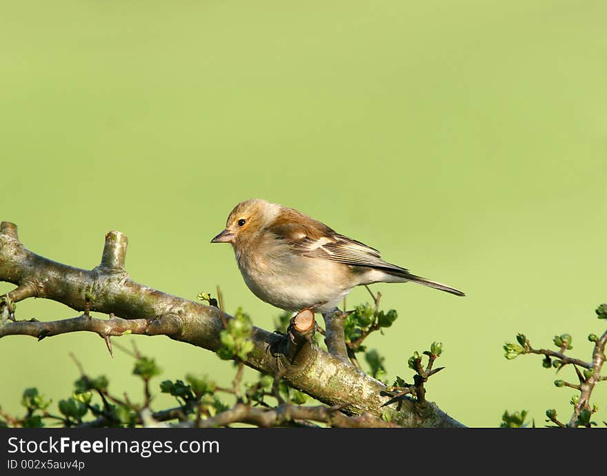 Female Chaffinch