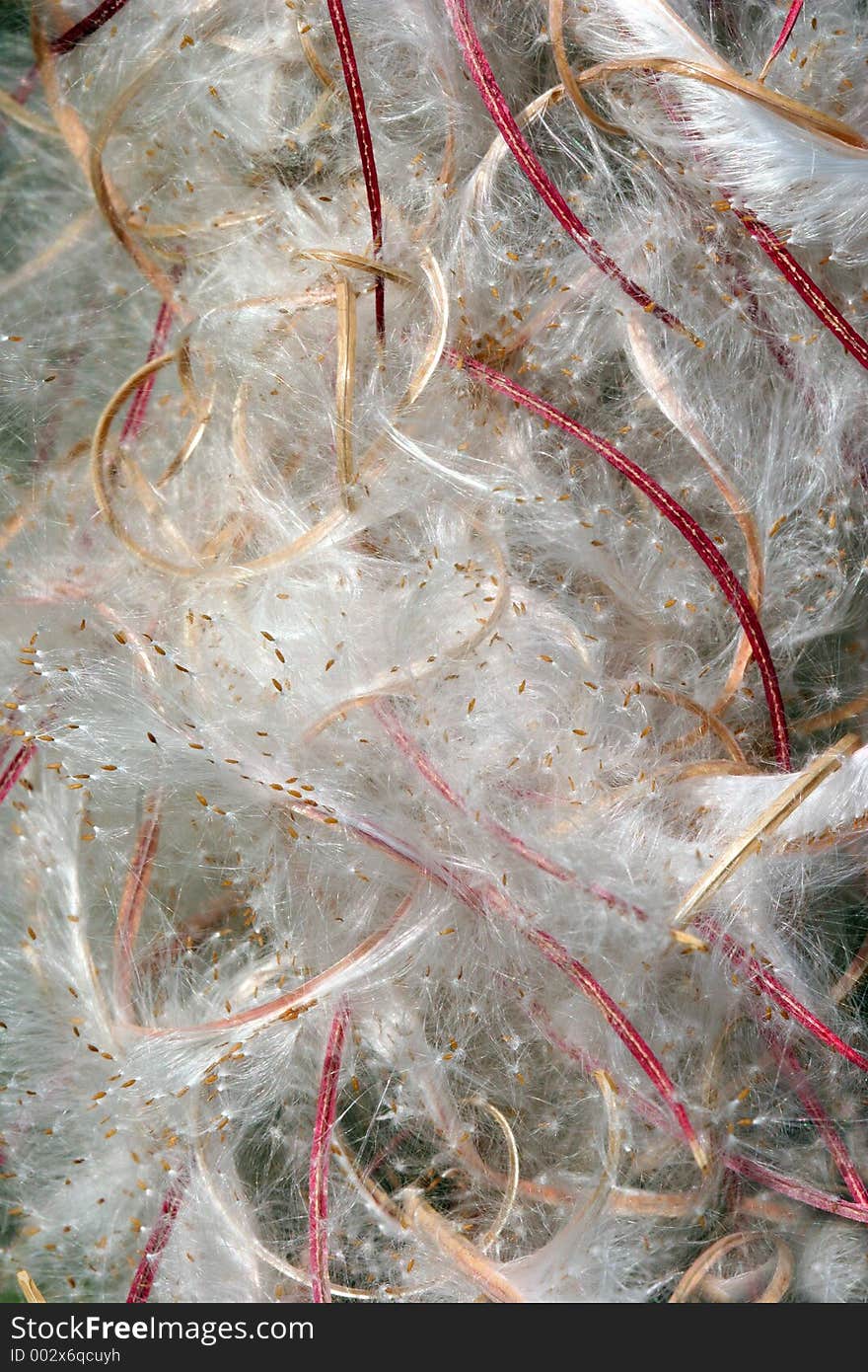 Rose Bay Willow Herb Seedheads