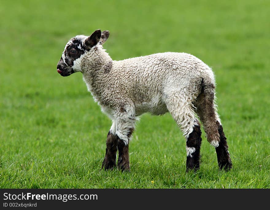 Brown Speckled Lamb