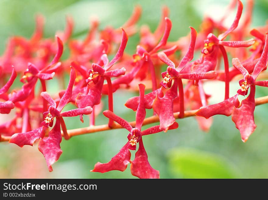 Multiples of Red Orchids. Multiples of Red Orchids