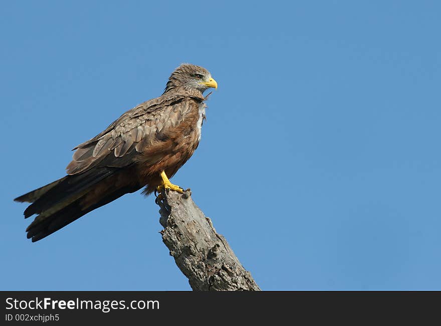 Eagle watching