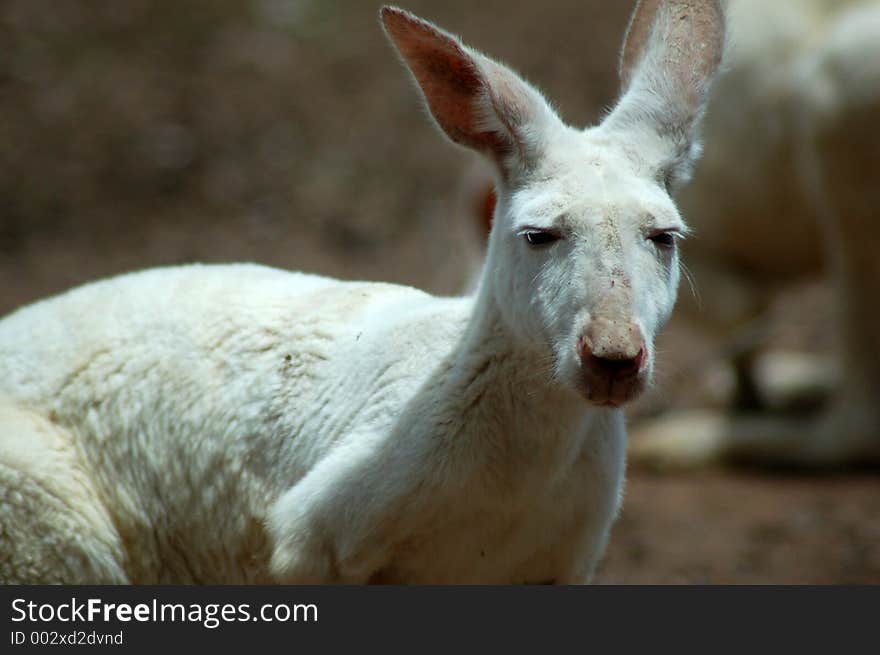 A rare white kangaroo. It's not tecnically an albino because it doesn't have red eyes.