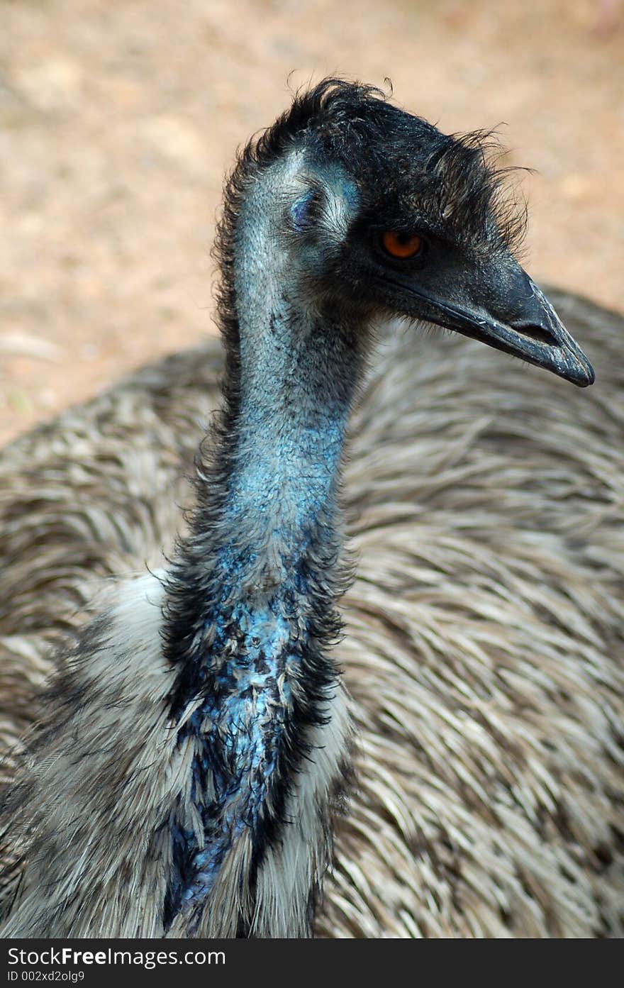 Emu Blues