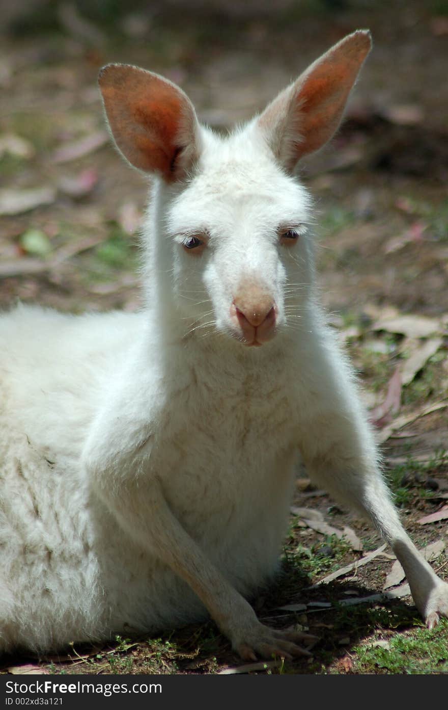 A small abino joey. A small abino joey.