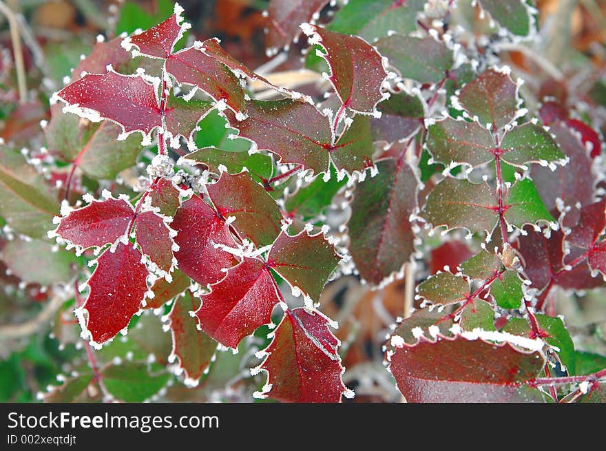 Wintry leaves