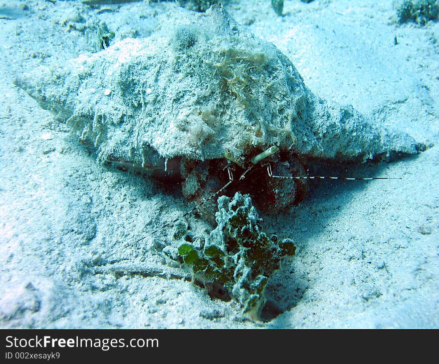 Hermit crab in the Caribbean sea