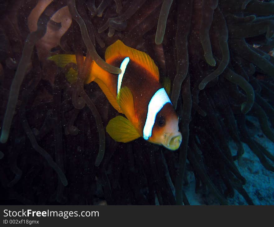 Clownfish making a kissing face. Clownfish making a kissing face