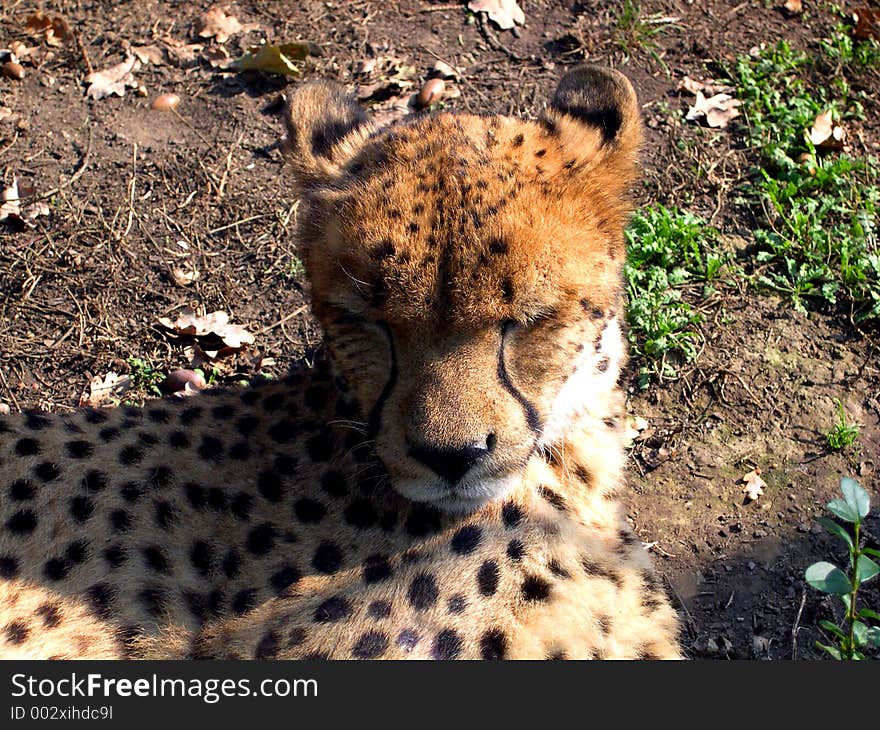 Cheetah face