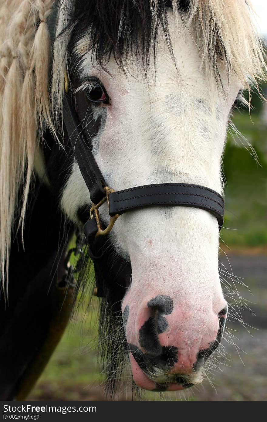 The face of a gypsy cob pony. The face of a gypsy cob pony.