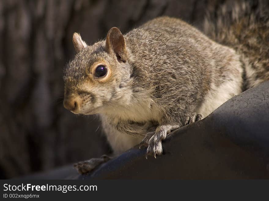 Squirrel