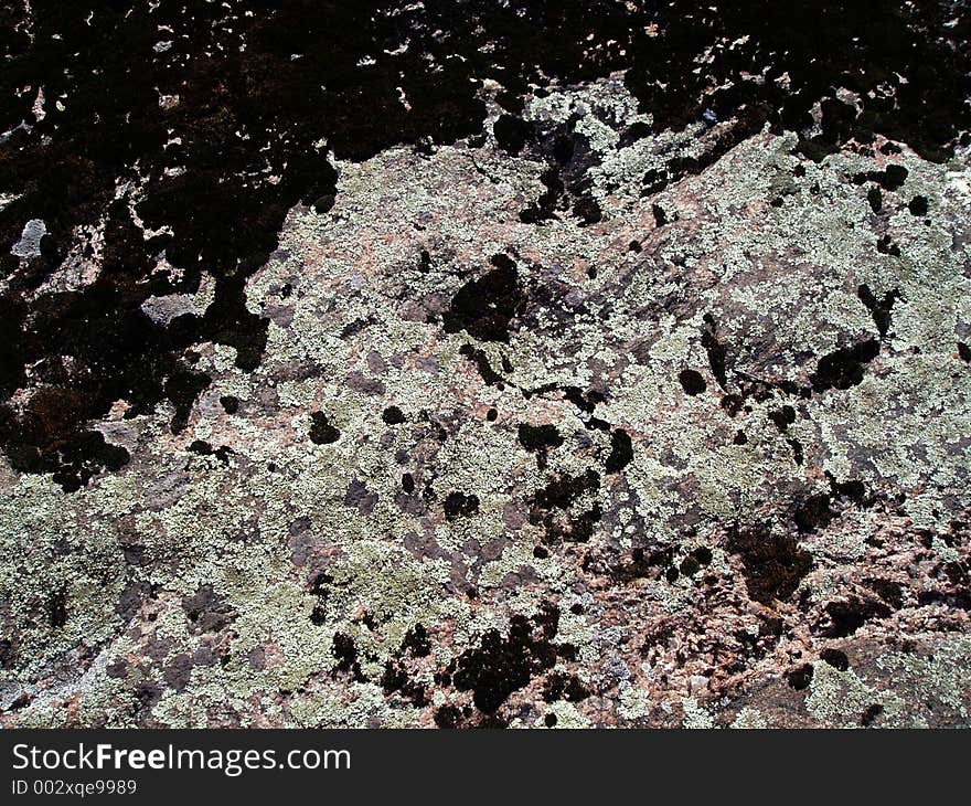 Abstract pattern of moss and lichen on rock