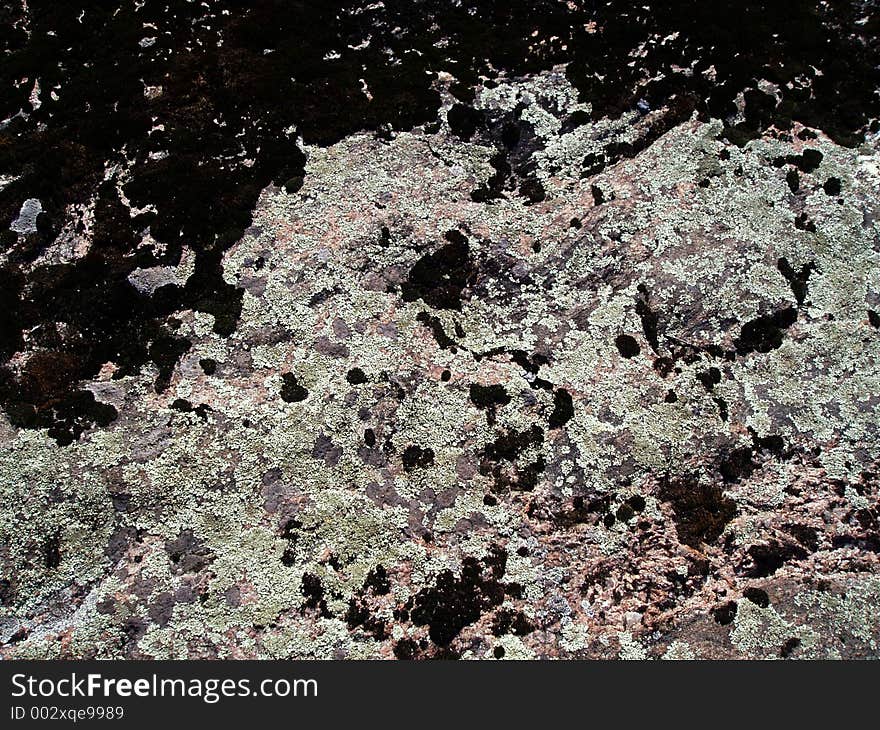 Moss and lichen on rock