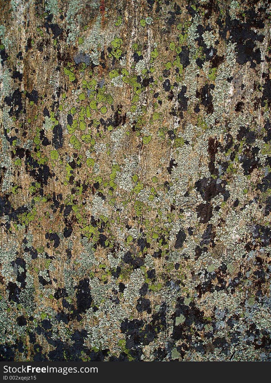 Abstract pattern of moss and lichen on rock