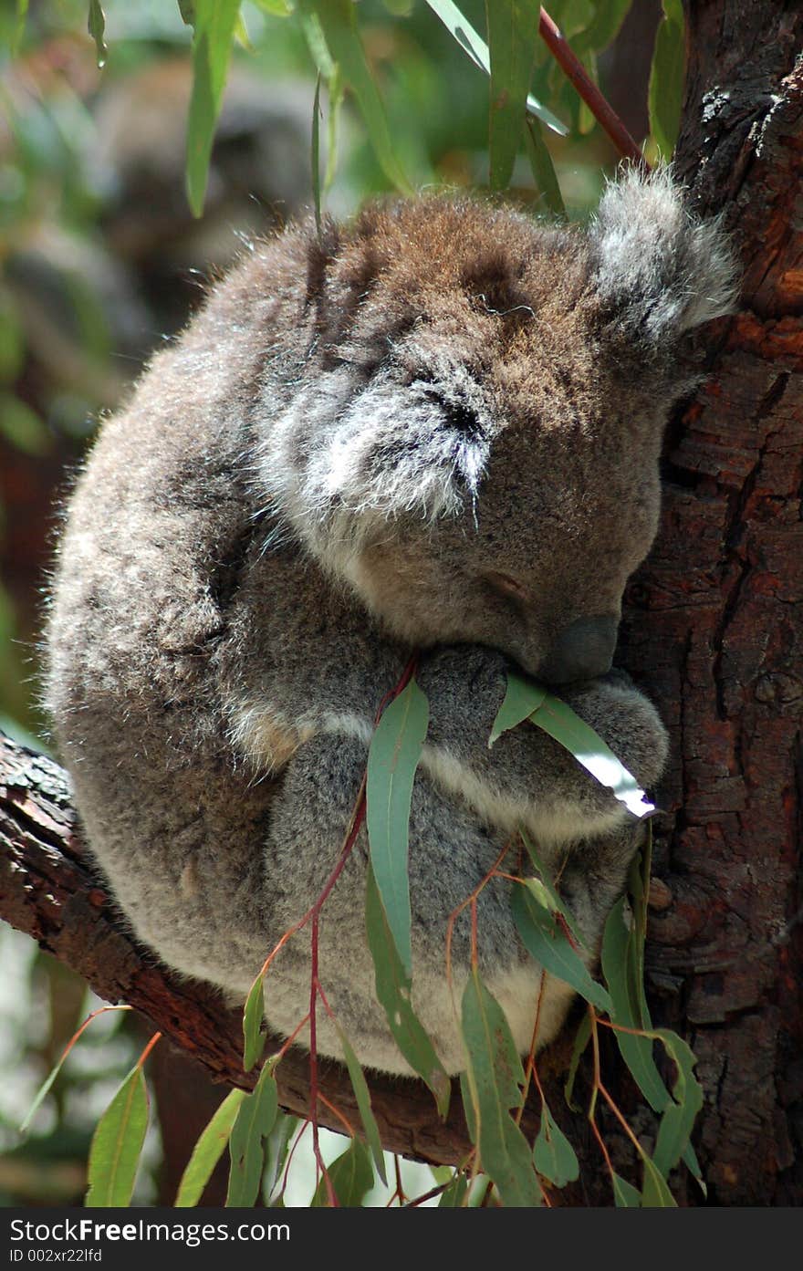 Sleeping Koala