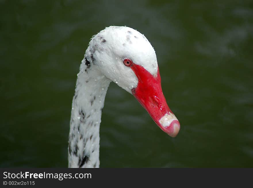 A unusually coloured black swan - it is the same patern as a dalmation dog. A unusually coloured black swan - it is the same patern as a dalmation dog.