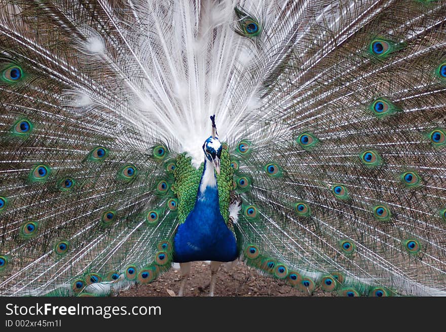 Male Peacock