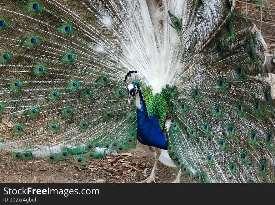 Male Peacock (2)