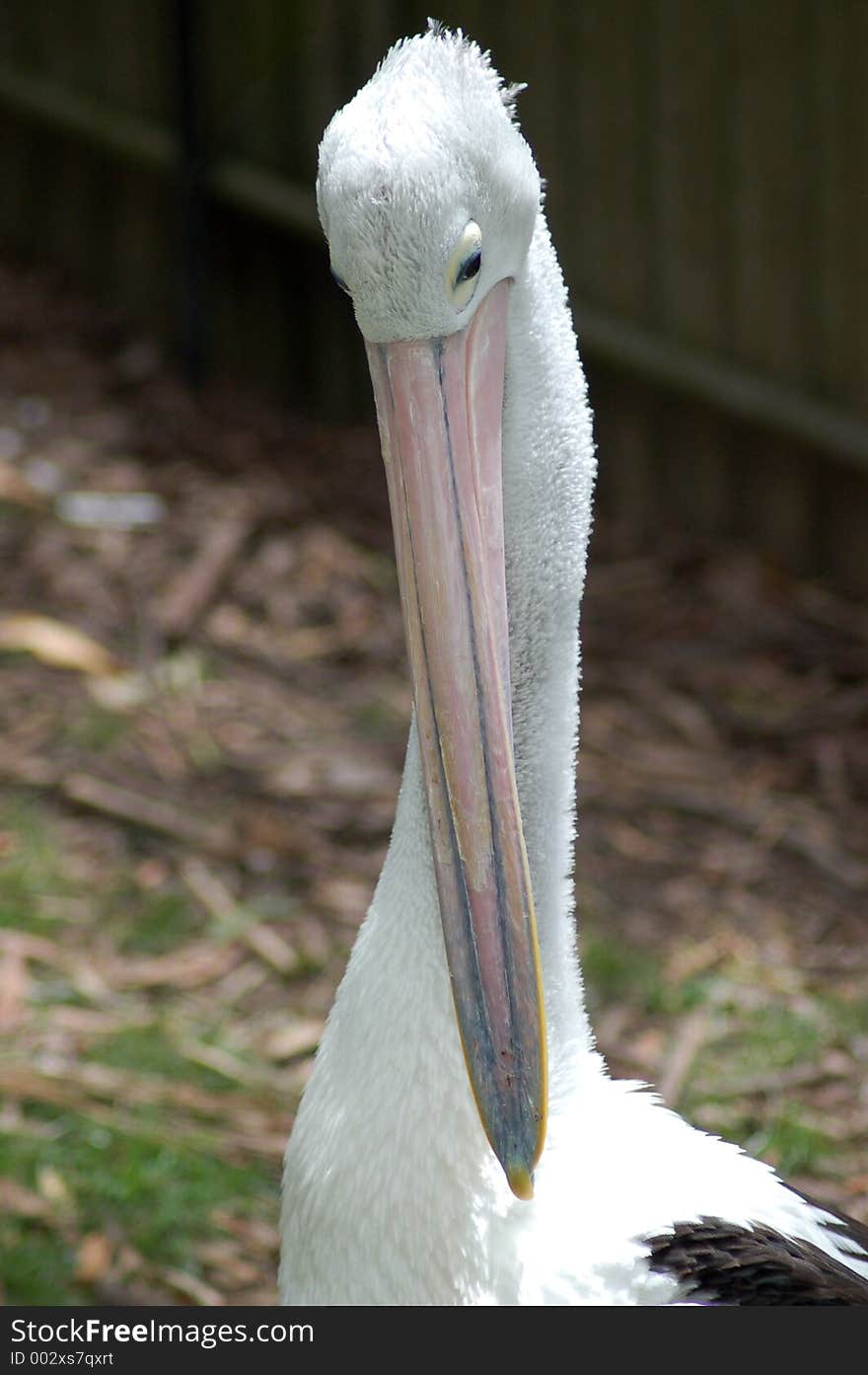 An Australian pelican scratching itself.