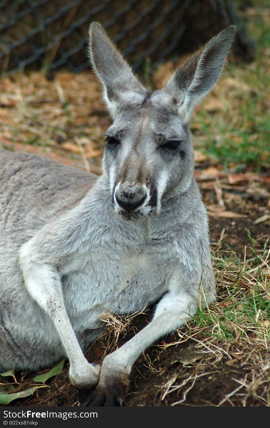 A greay kangaroo lazing about. A greay kangaroo lazing about.