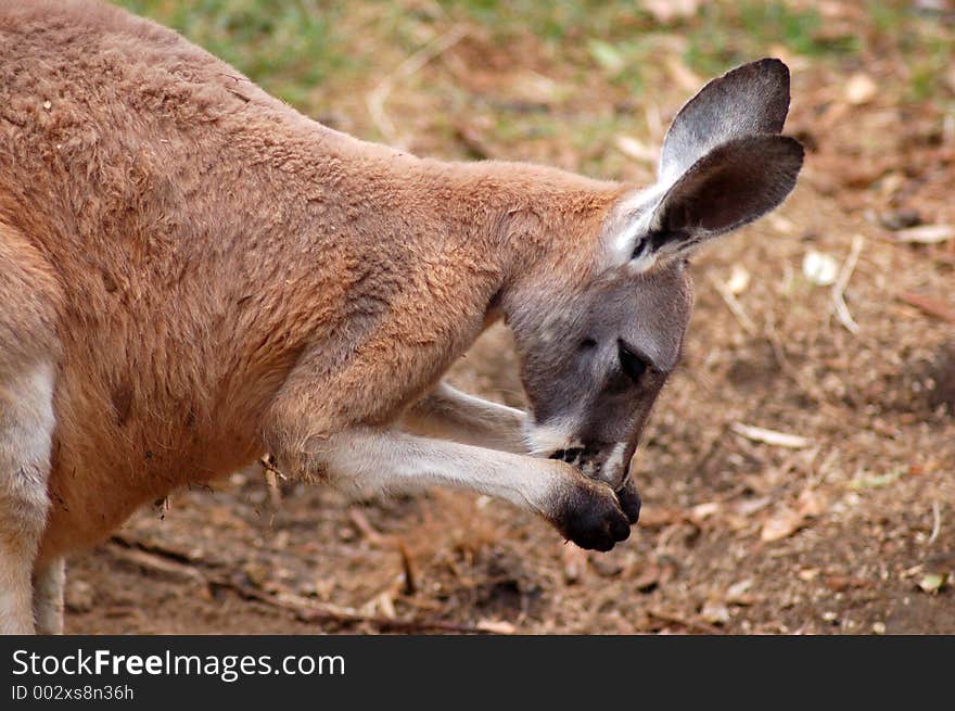 A young kangaroo preening itself. A young kangaroo preening itself.